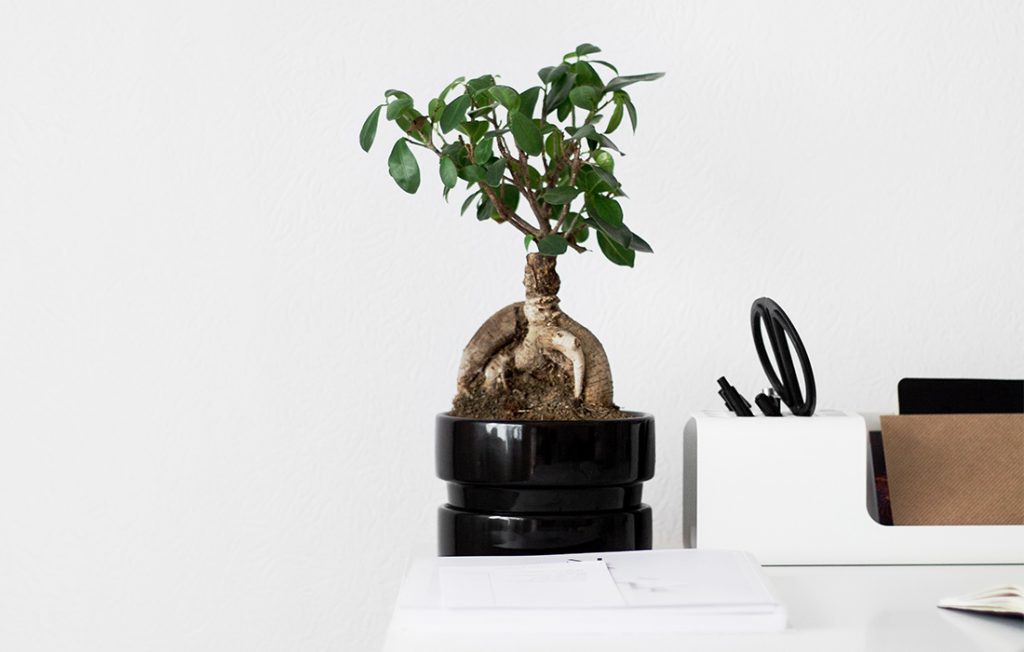 Bring Peace to your Desk