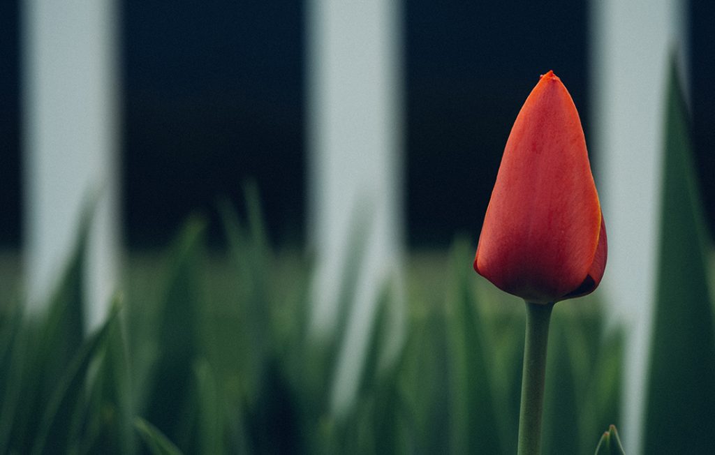 The best time to see tulip blooms The best time to see tulip blooms