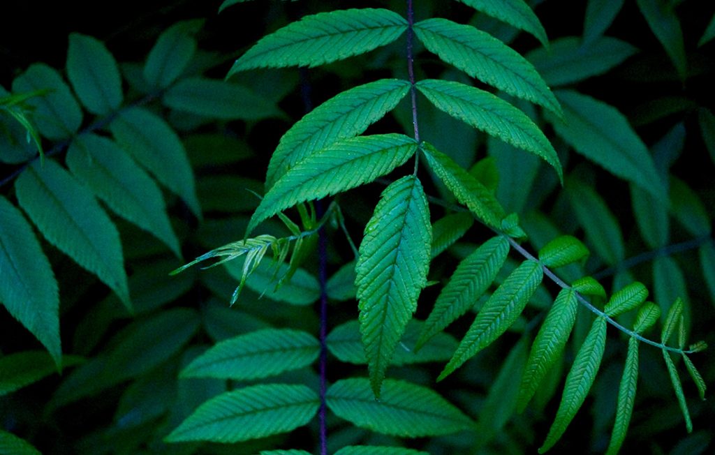 Natural vegetation: rain forests Natural vegetation: rain forests