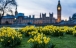 Beautifying cities with flowers