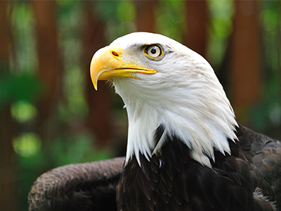 Classification of bird species